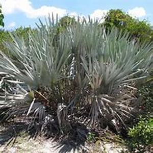 Saw palmetto and pygeum extracts  Men past the golden age need to be extra cautious about the health of their prostates