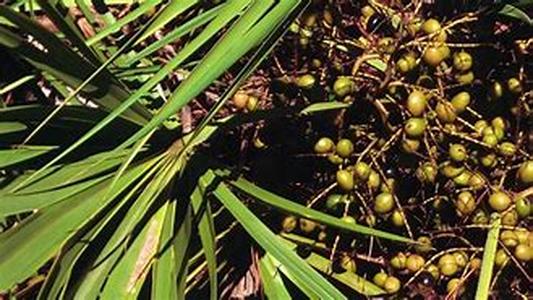 Combination Of Saw Palmetto And Urtica: Does It Raise Effectiveness