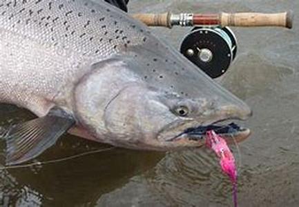 Salmon Fishing in B