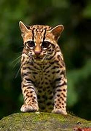Costa Rica Adventure Tours  Want to visit Costa Rica in the adventurous way
