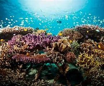 Wreck Scuba diving Key Largo-style  If youre one of those scuba divers who prefer to explore wrecks, then you should do scuba diving Key Largo style