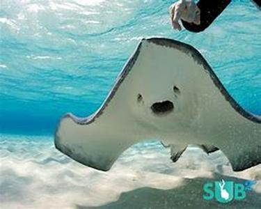Scuba Diving Vacation