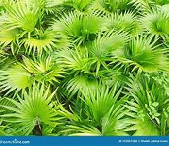 Taking Saw Palmetto and Coumadin  A Health Risk  Saw palmetto is a herb that has been known to be of good benefit to ones prostate health