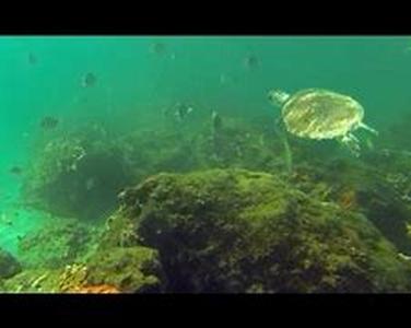 Best Dives  Snorkeling Adventures