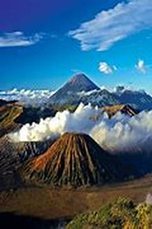 Jamaican Blue Mountain Coffee